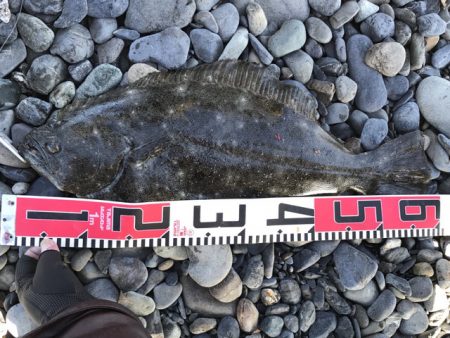 あけおめ青物とヒラメ